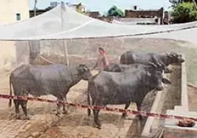 DIVAYANSHI Anaya Retailers HDPE Animal Mosquito Nets Apt for 1 Cow/Buffalo (10 x 10 x 10 ft)